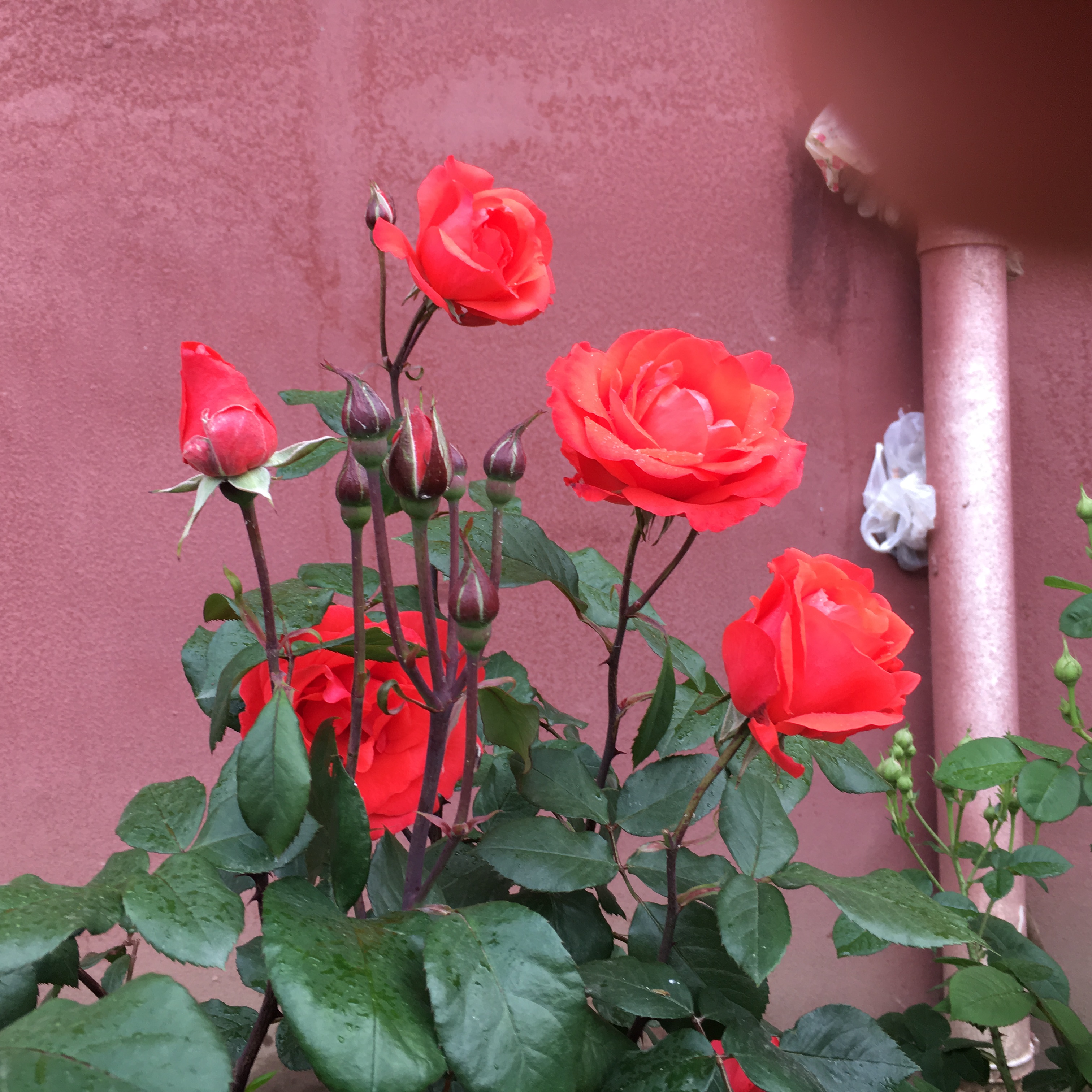 Transparent color/L Picture6